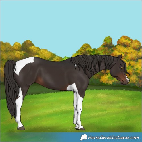 Horse Color:Liver Chestnut Tobiano 