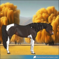 Horse Color:Liver Chestnut Tobiano 