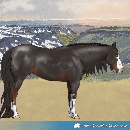 Horse Color:Liver Chestnut 