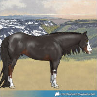 Horse Color:Liver Chestnut 