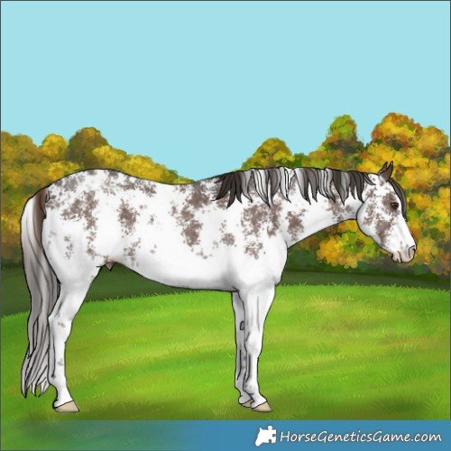 Horse Color:Liver Chestnut Sabino 