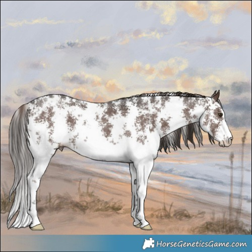 Horse Color:Liver Chestnut Sabino
