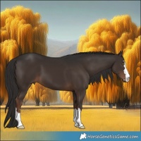 Horse Color:Liver Chestnut 