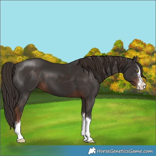 Horse Color:Liver Chestnut