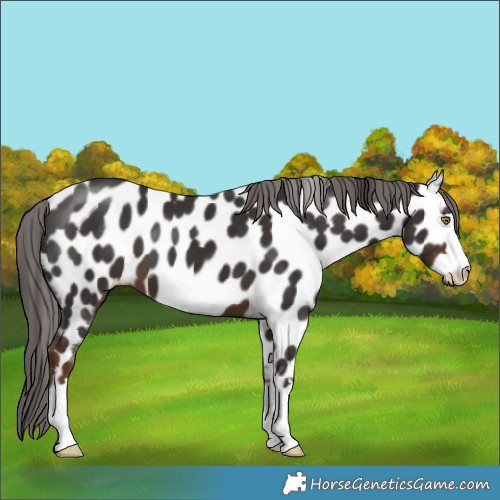 Horse Color:Liver Chestnut Appaloosa