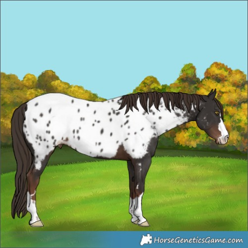 Horse Color:Liver Chestnut Appaloosa 