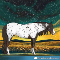 Horse Color:Liver Chestnut Near Leopard
