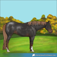 Horse Color:Liver Chestnut 