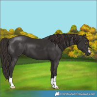 Horse Color:Liver Chestnut 