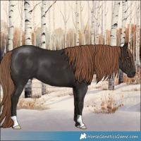 Horse Color:Liver Chestnut 