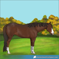Horse Color:Liver Chestnut