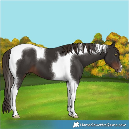 Horse Color:Liver Chestnut Tobiano 