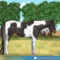 Horse Color:Liver Chestnut Tobiano 