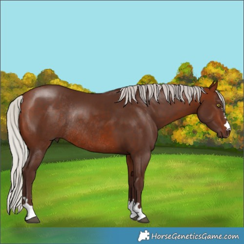 Horse Color:Silver Bay Rabicano 