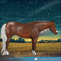 Horse Color:Silver Bay Rabicano 