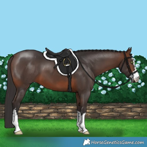 Horse Color:Brown 