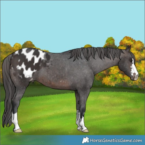 Horse Color:Brown Appaloosa 