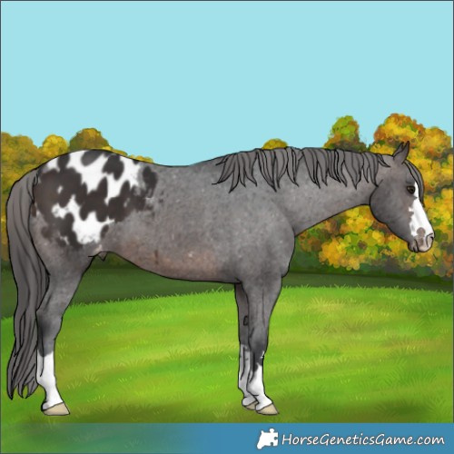 Horse Color:Brown Appaloosa 