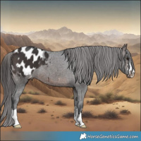Horse Color:Brown Appaloosa