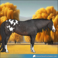 Horse Color:Brown Blanket 