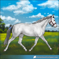 Horse Color:White Spotted Grullo Sabino 