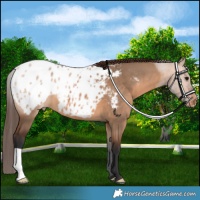 Horse Color:Bay Dun Appaloosa