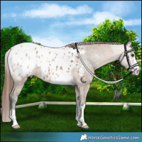 Horse Color:Bay Dun Appaloosa 