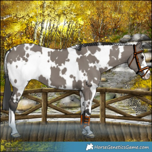Horse Color:White Spotted Grullo 