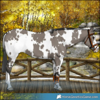 Horse Color:White Spotted Grullo 