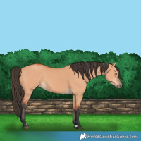 Horse Color:Bay Dun 