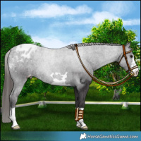 Horse Color:Smoky Black Appaloosa 