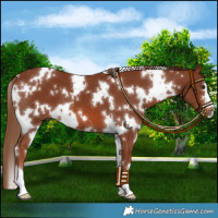 Horse Color:White Spotted Chestnut 