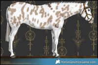 Horse Color:Liver Red Dun Blanket 