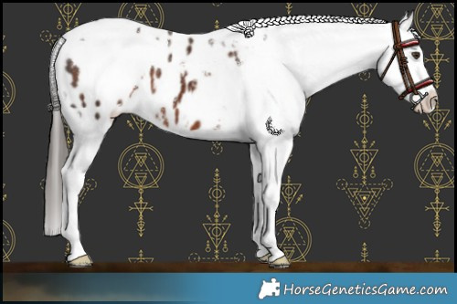 Horse Color:White Spotted Liver Chestnut Blanket 