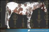 Horse Color:White Spotted Liver Chestnut Appaloosa 