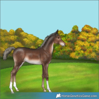 Horse Color:Liver Chestnut Mushroom 