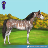 Horse Color:Bay Sabino 