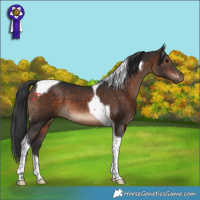 Horse Color:Brown Tobiano 