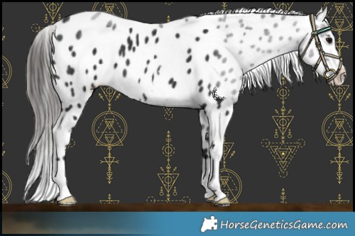 Horse Color:Black Appaloosa 