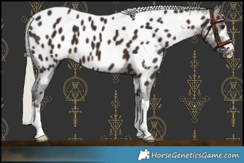 Horse Color:Silver Brown Near Leopard 