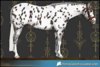 Horse Color:Silver Brown Near Leopard 
