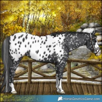 Horse Color:Black Appaloosa 