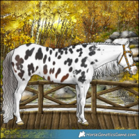 Horse Color:Brown Blanket 