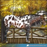 Horse Color:Brown Appaloosa 