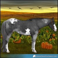 Horse Color:Black Appaloosa 