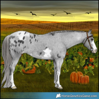Horse Color:Black Varnish 