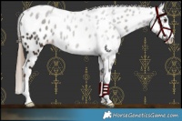 Horse Color:Liver Chestnut Leopard
