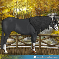 Horse Color:Black 