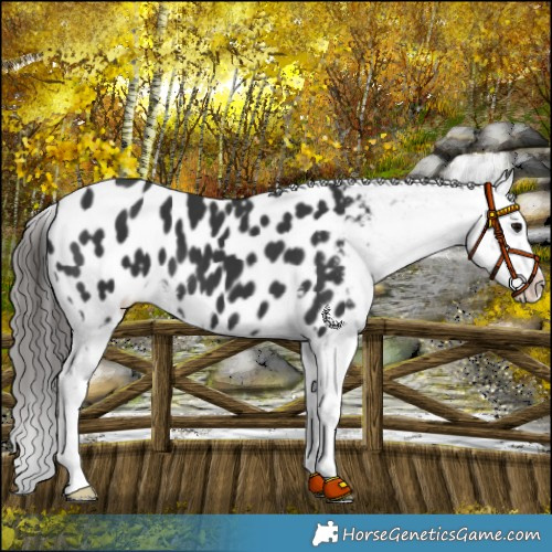 Horse Color:Black Near Leopard 