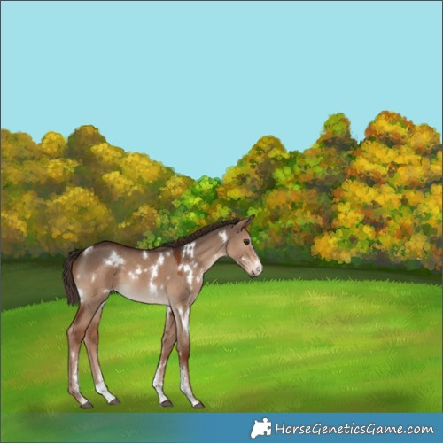 Horse Color:White Spotted Liver Red Dun Sabino 